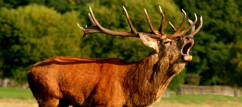 Röhrender Hirsch (c) pixabay.com